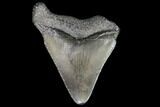 Juvenile Megalodon Tooth - Georgia #101436-1